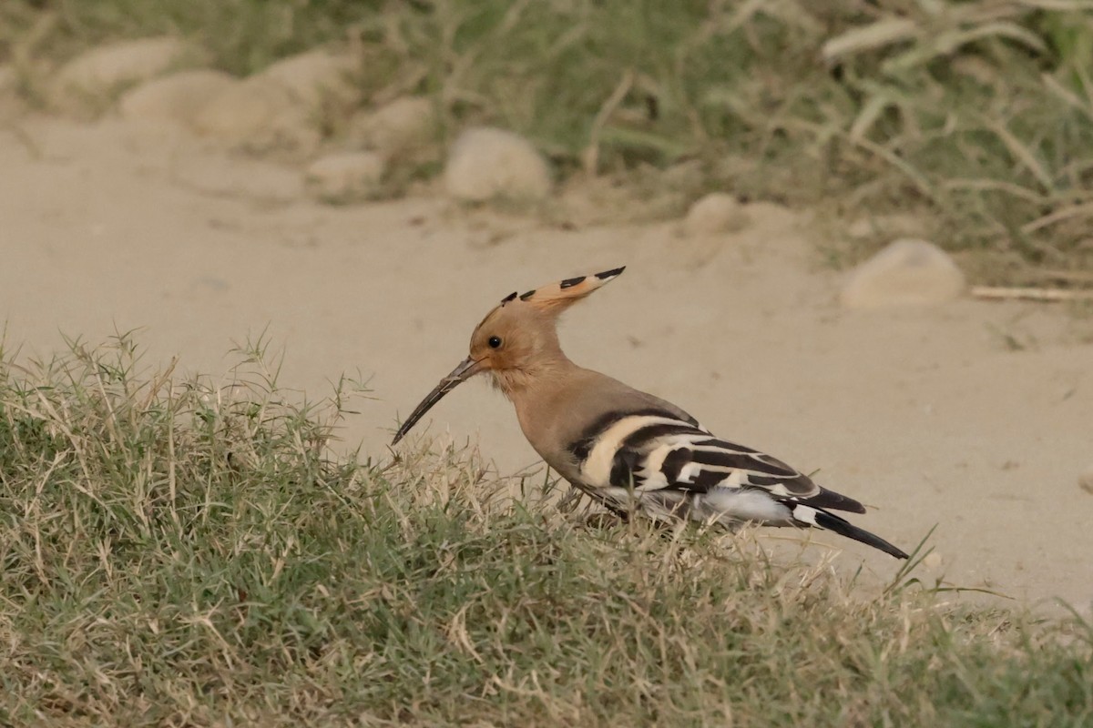 Argi-oilar arrunta - ML646676913