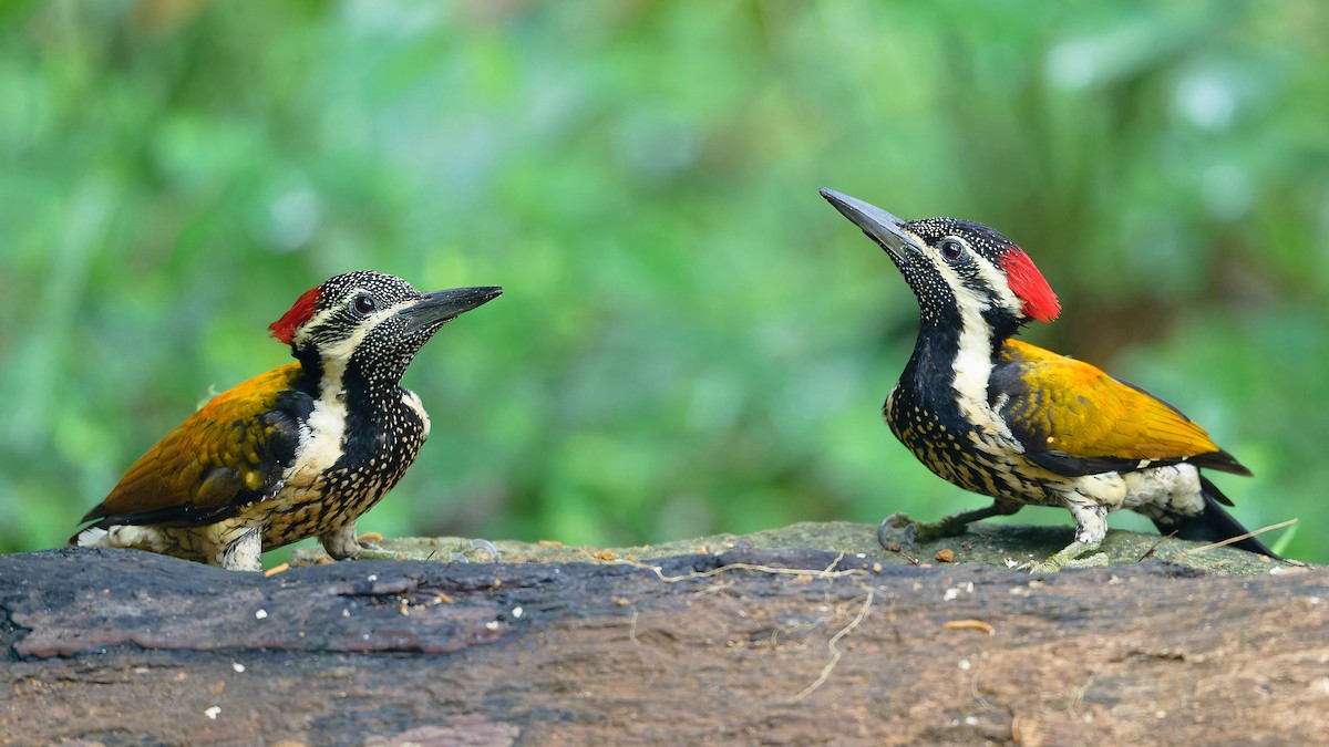 Black-rumped Flameback - ML646676918