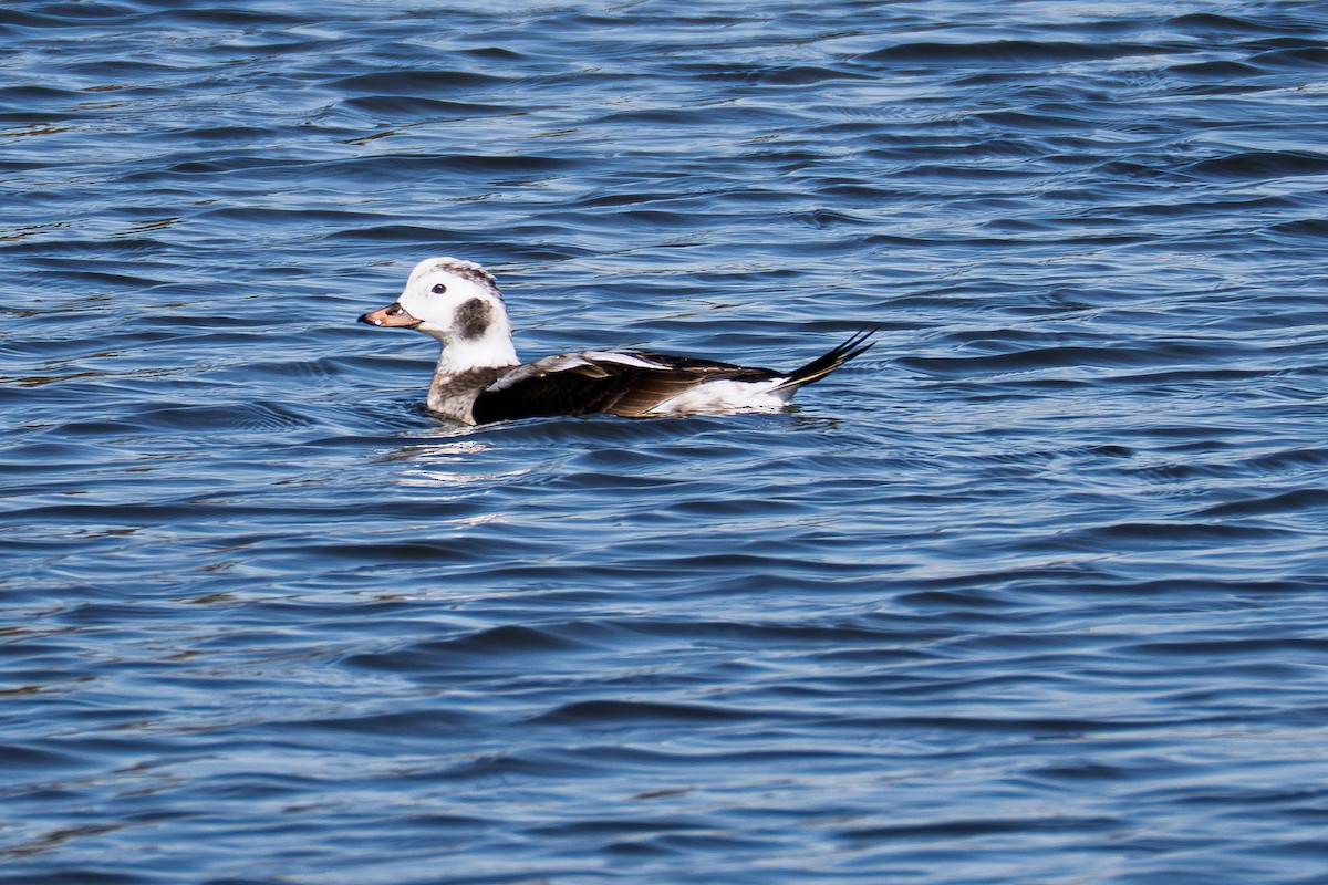 havelle - ML646676919