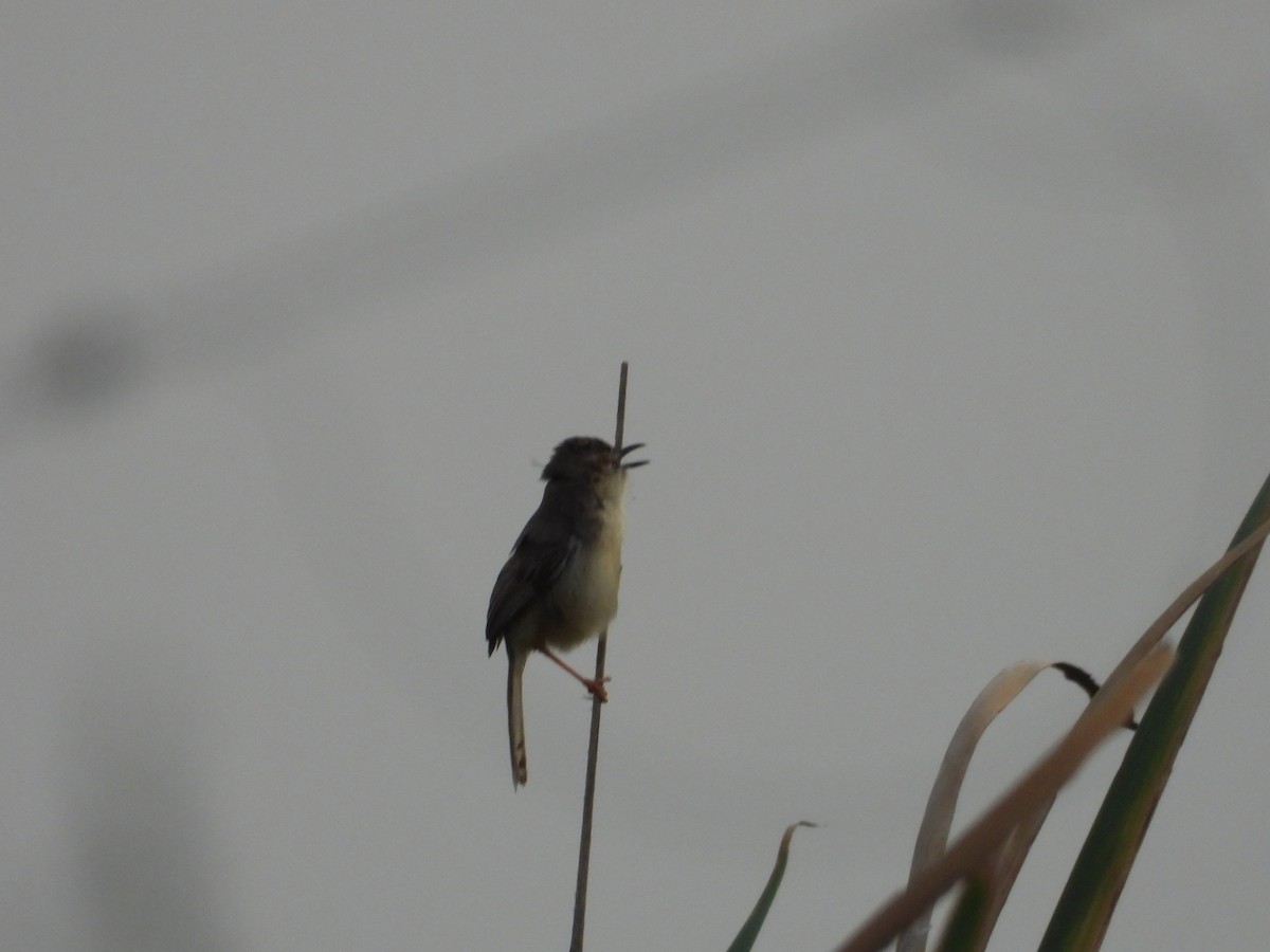 Plain Prinia - ML646676920