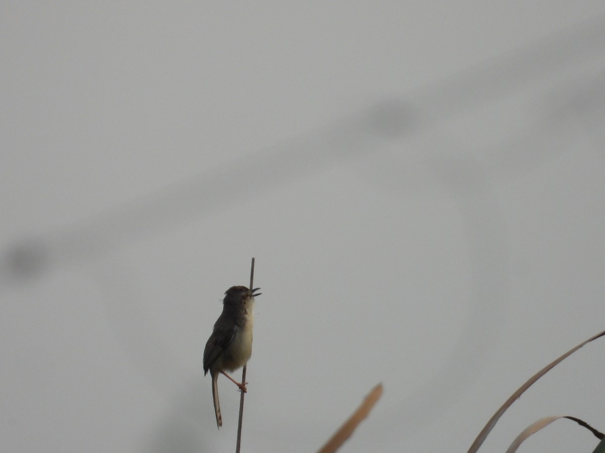 Plain Prinia - ML646676921