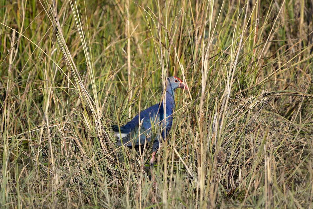 Uroilo urdin burugrisa - ML646676923