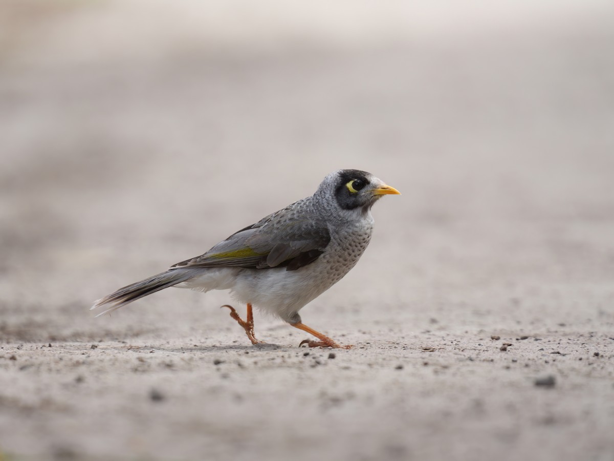 Mielero Chillón - ML646676924