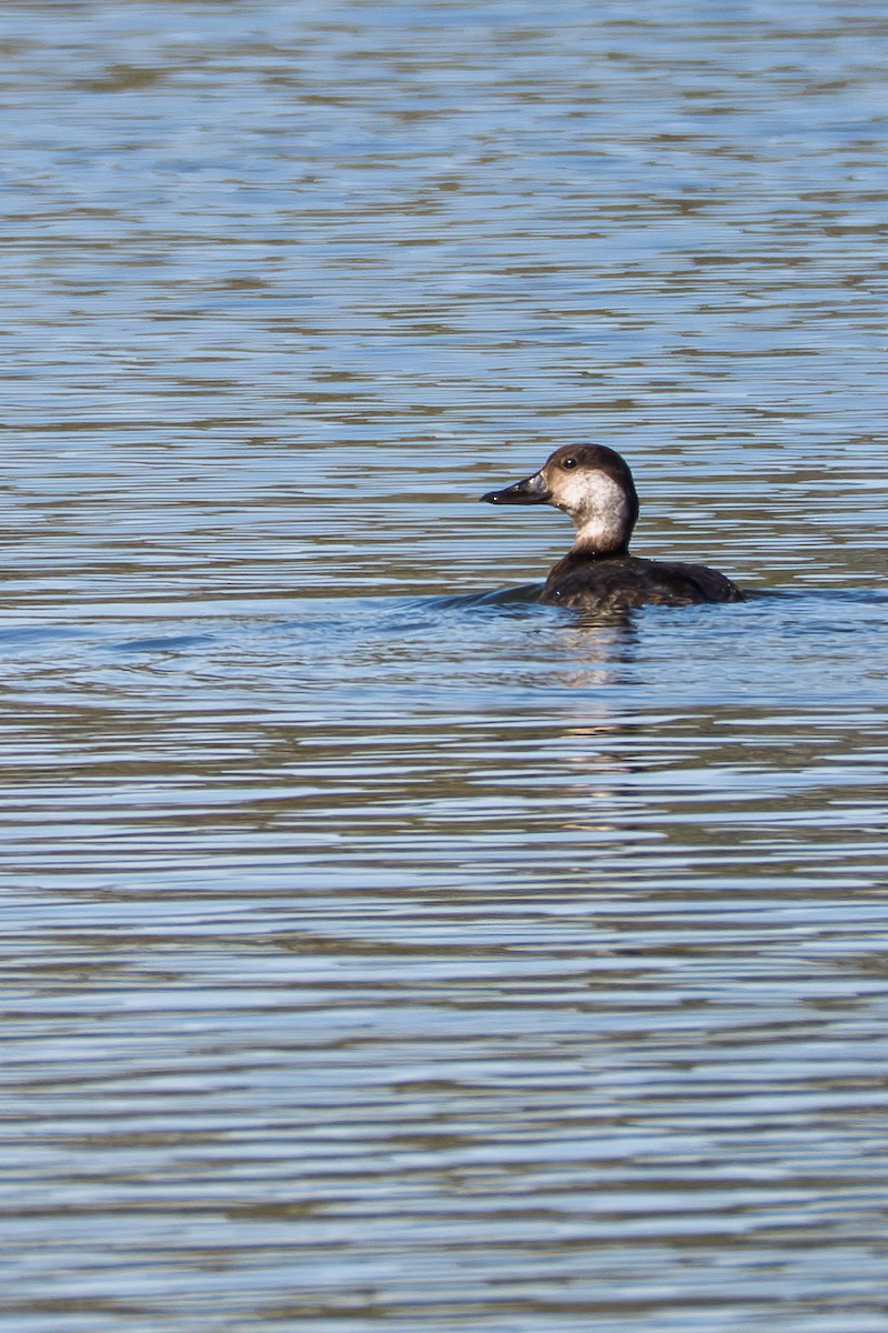 amerikasvartand - ML646676928