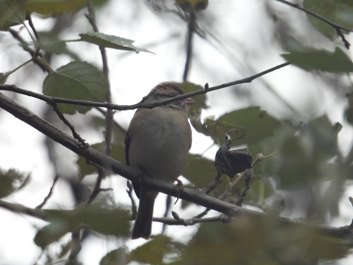 Chipping Sparrow - ML646676930
