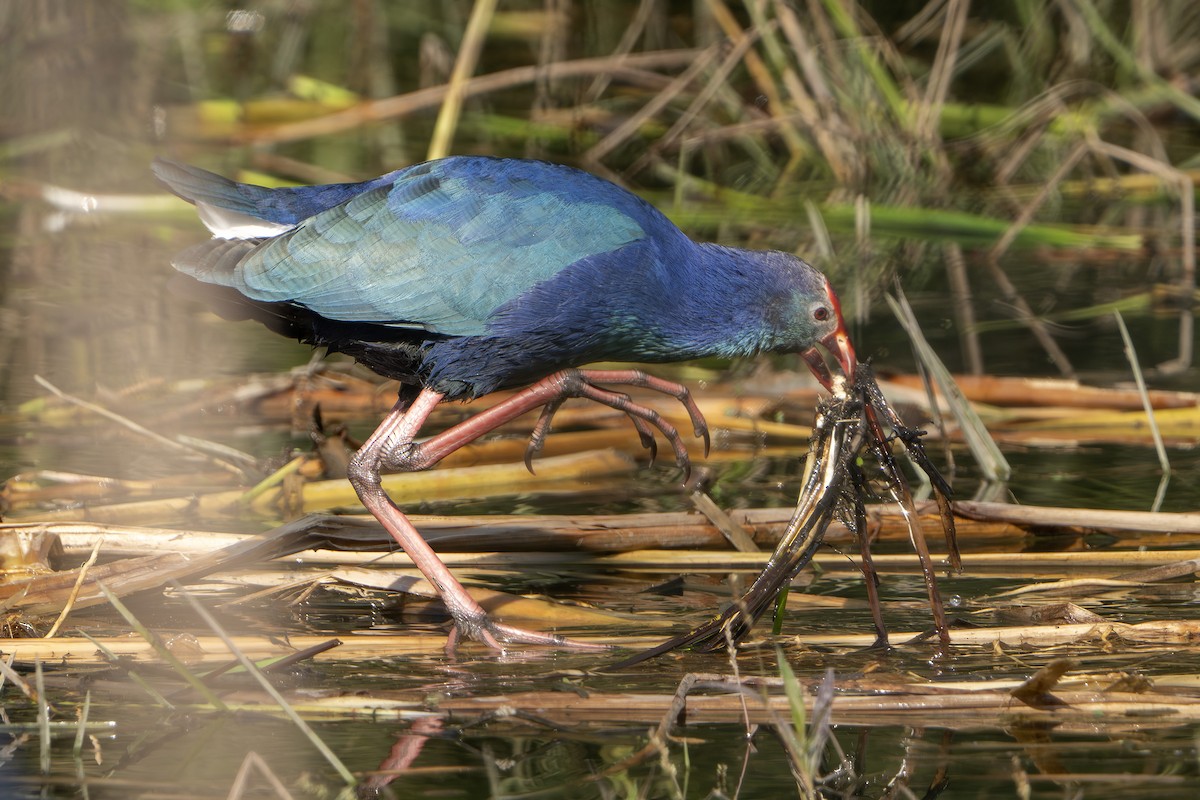 Gray-headed Swamphen - ML646676931