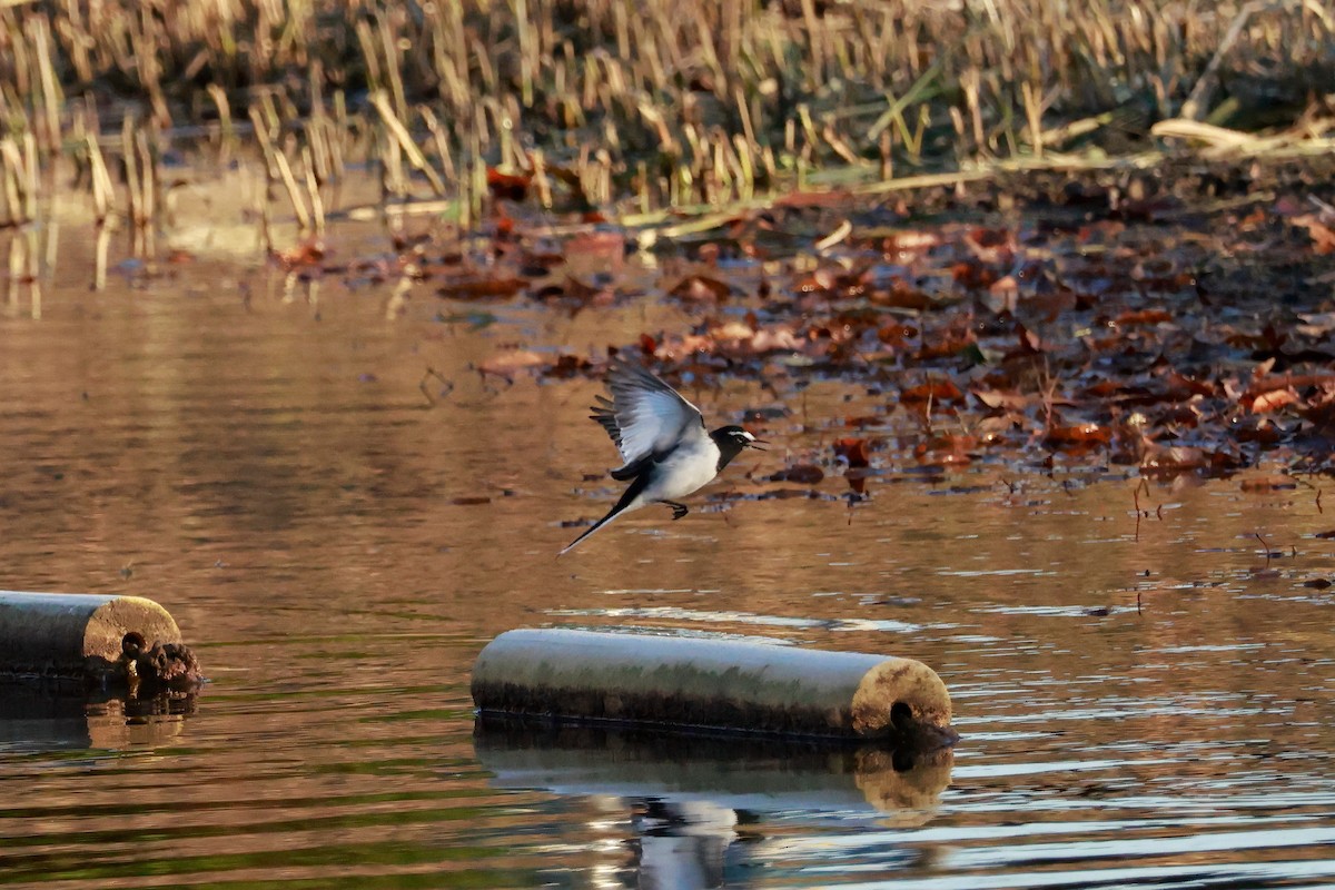Japanese Wagtail - ML646676934
