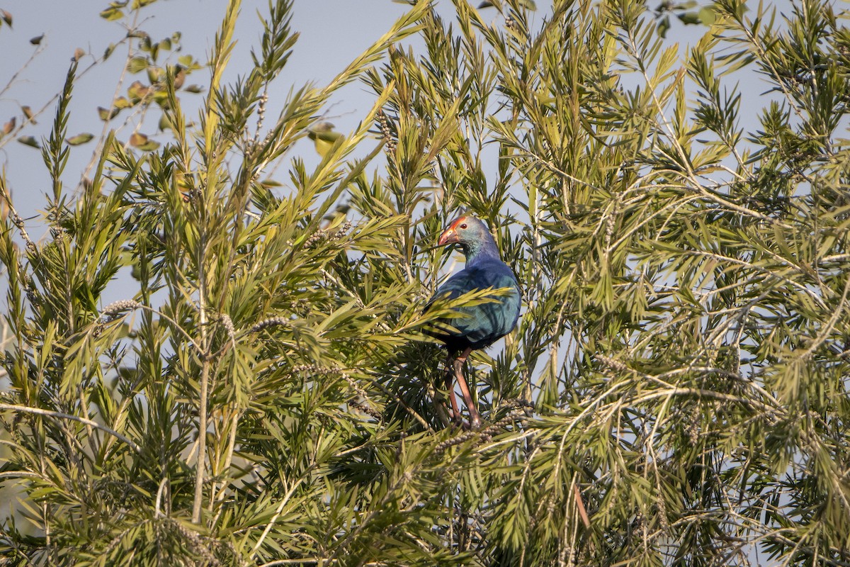 Gray-headed Swamphen - ML646676935