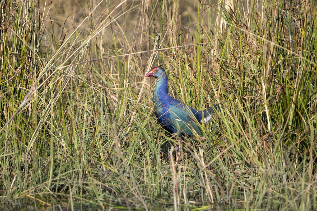 Gray-headed Swamphen - ML646676938