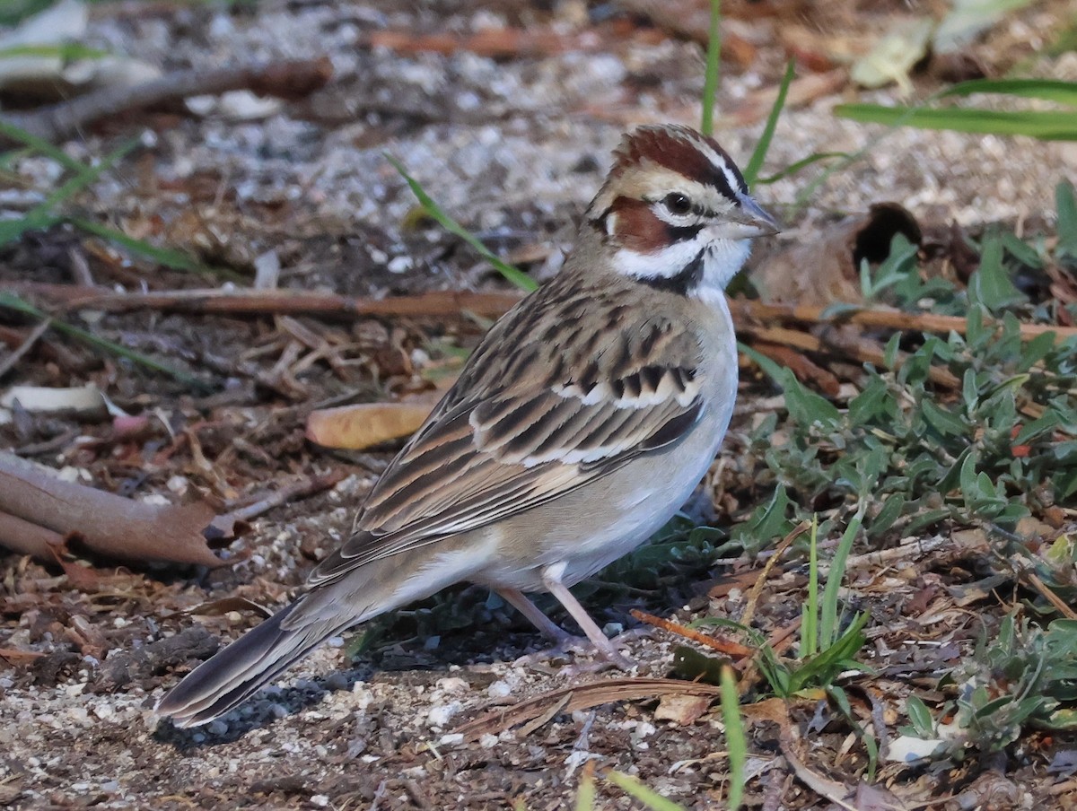 Lark Sparrow - ML646676939