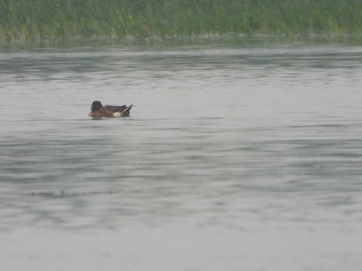 duck sp. - ML646676940