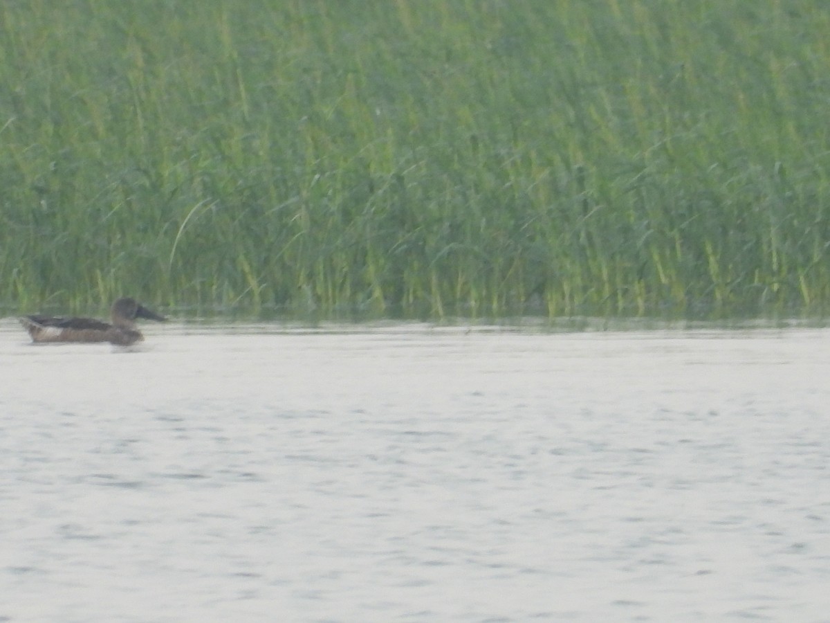 duck sp. - ML646676941