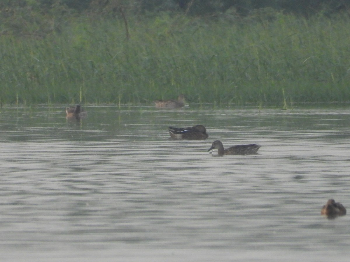 duck sp. - ML646676943