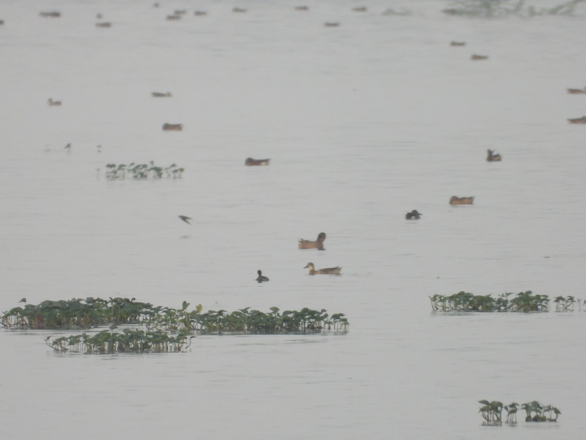 duck sp. - ML646676945