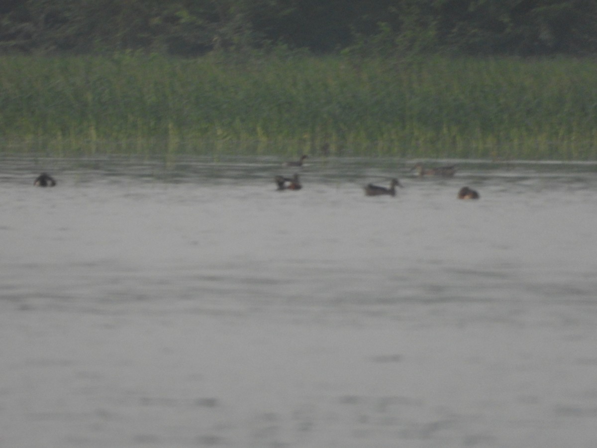 duck sp. - ML646676946