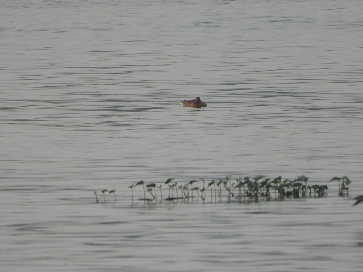 duck sp. - ML646676947