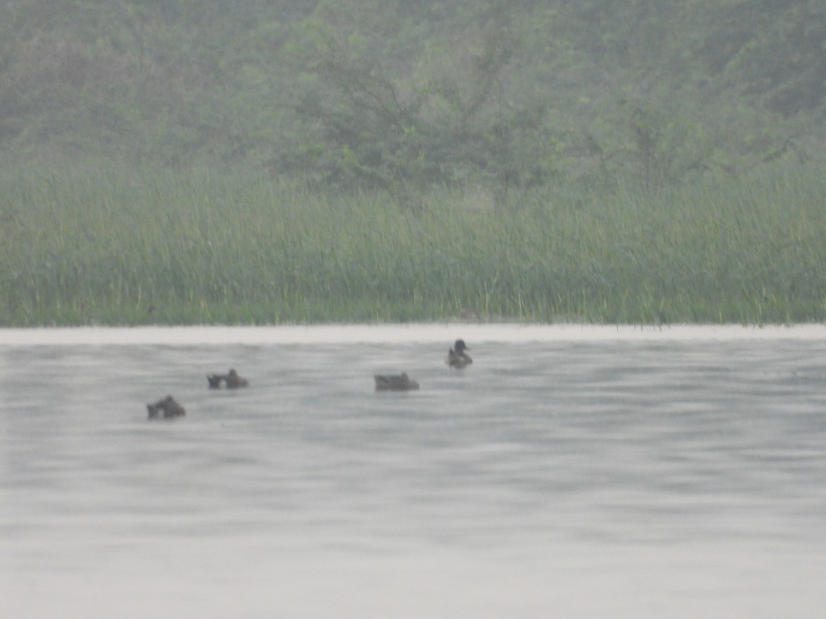 duck sp. - ML646676948