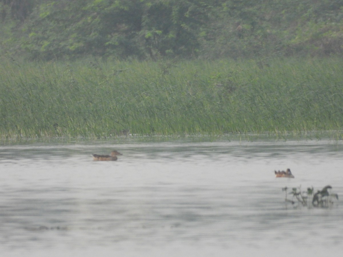 duck sp. - ML646676949