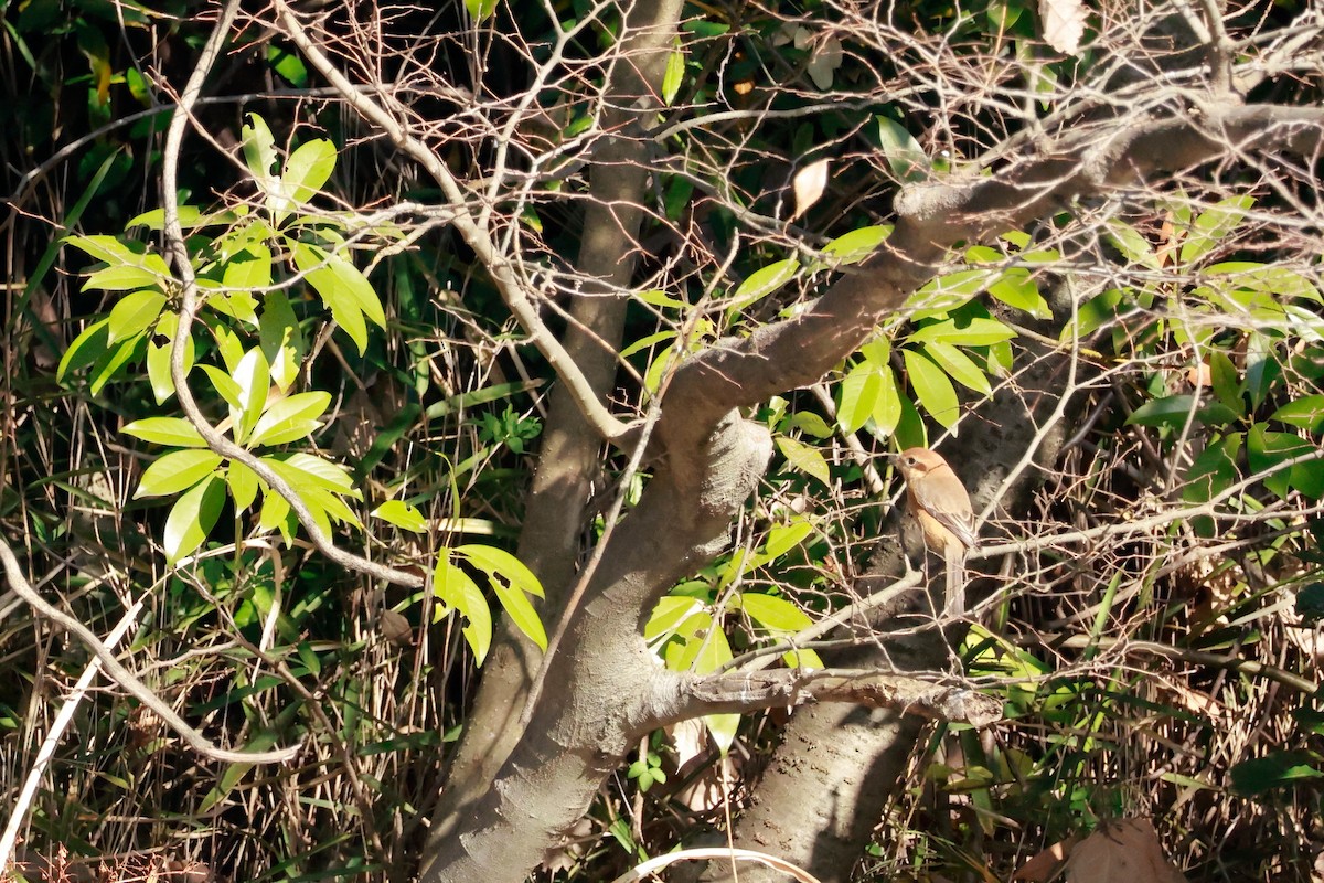 Bull-headed Shrike - ML646676950