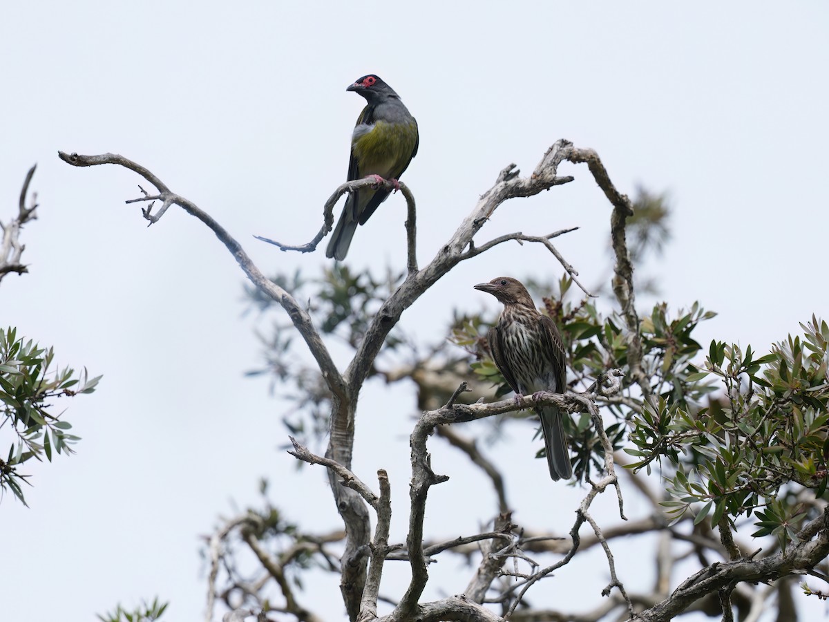 Australasian Figbird - ML646676951