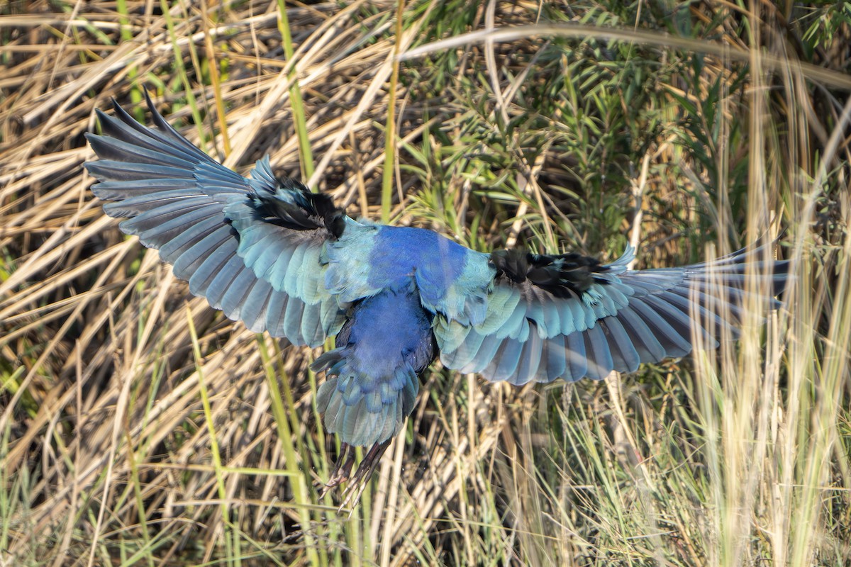Gray-headed Swamphen - ML646676953