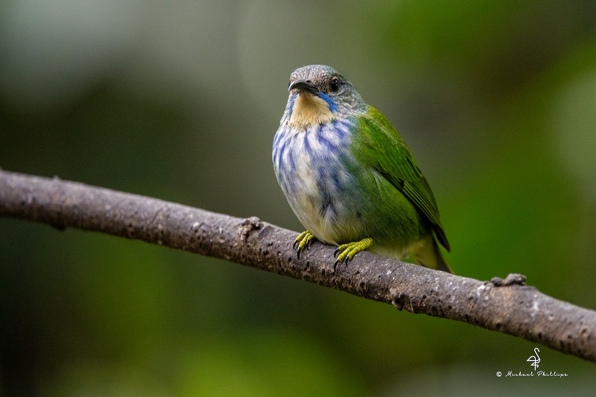 Shining Honeycreeper - ML646676954