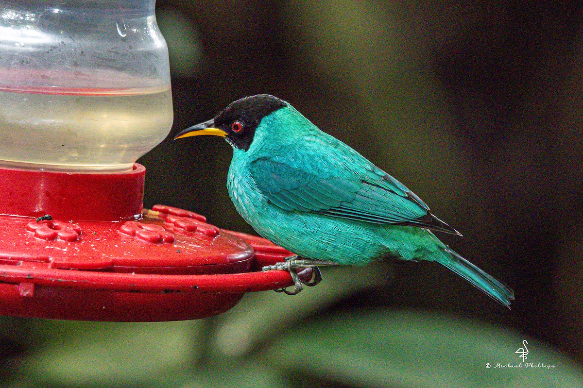 Green Honeycreeper - ML646676955