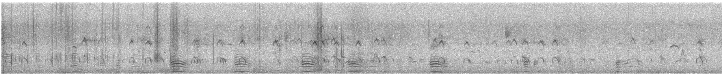 Australian Shelduck - ML646676959