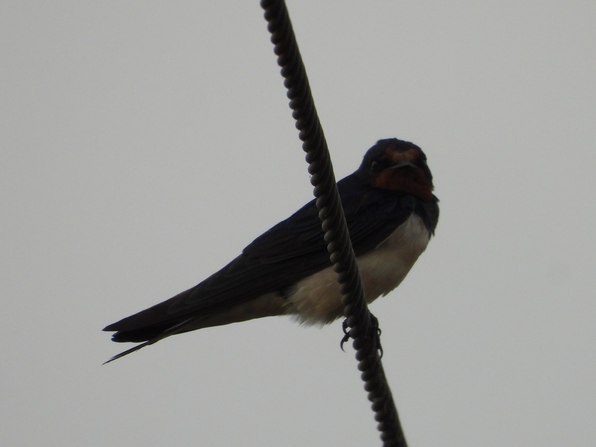 Barn Swallow - ML646676960