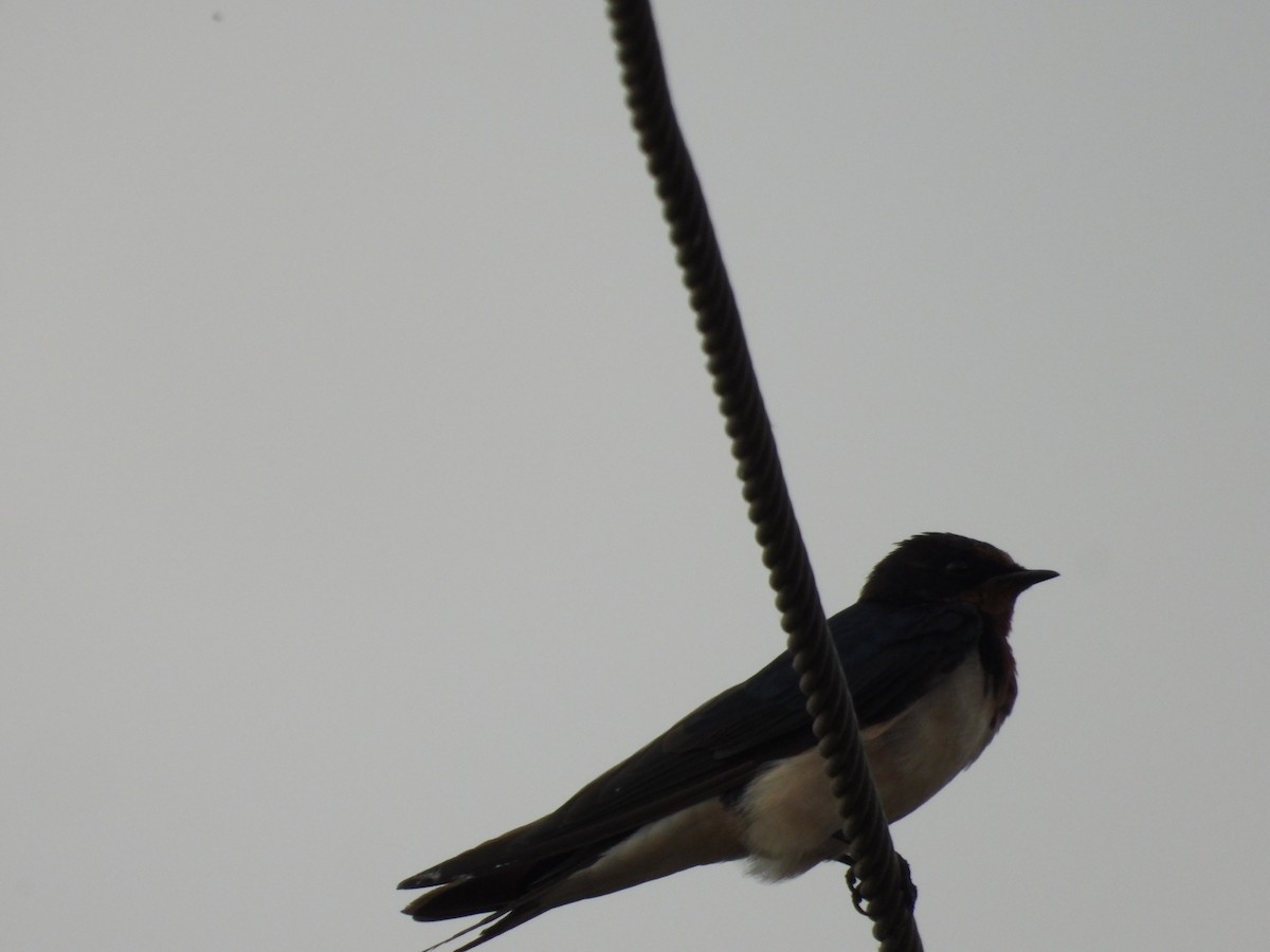 Barn Swallow - ML646676961