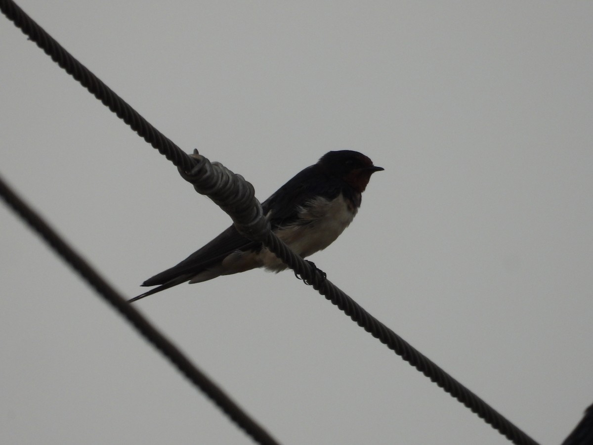 Barn Swallow - ML646676963