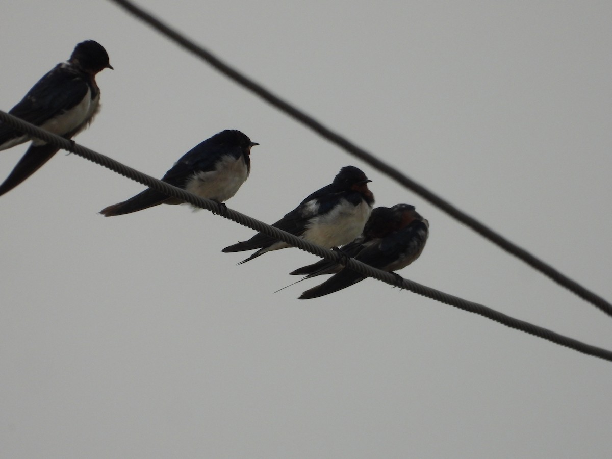Barn Swallow - ML646676964