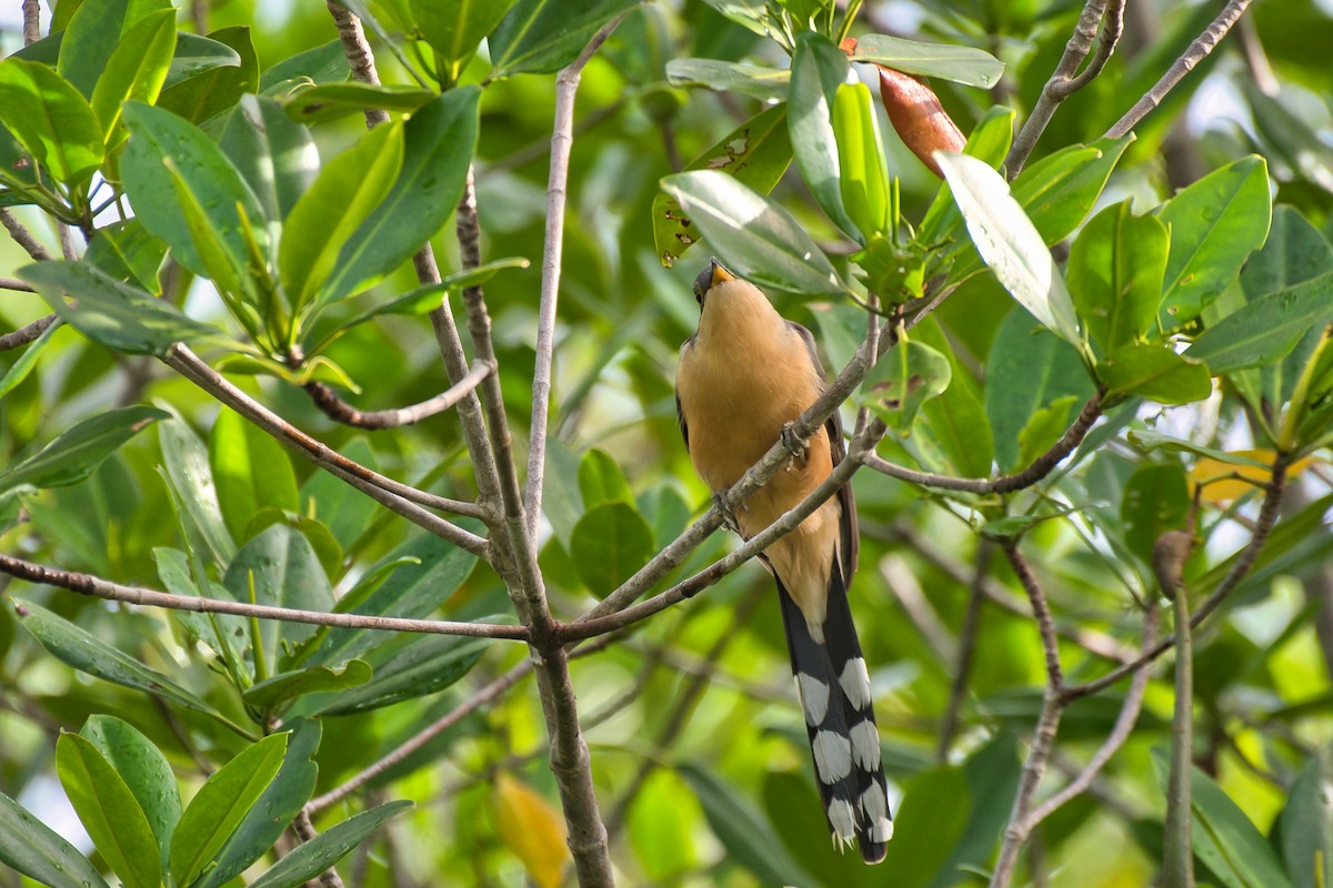 Mangrove Cuckoo - ML646676970