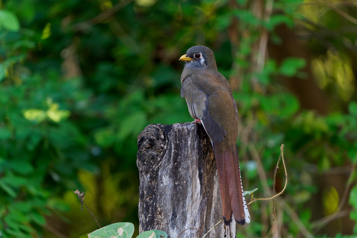 Coppery-tailed Trogon - ML646676971