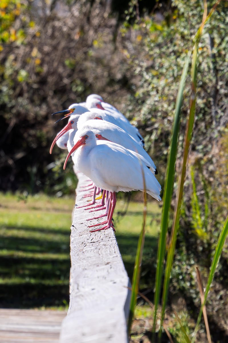White Ibis - ML646676972