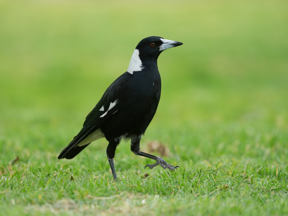 Australian Magpie - ML646676973