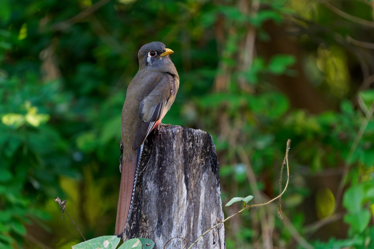 Coppery-tailed Trogon - ML646676975