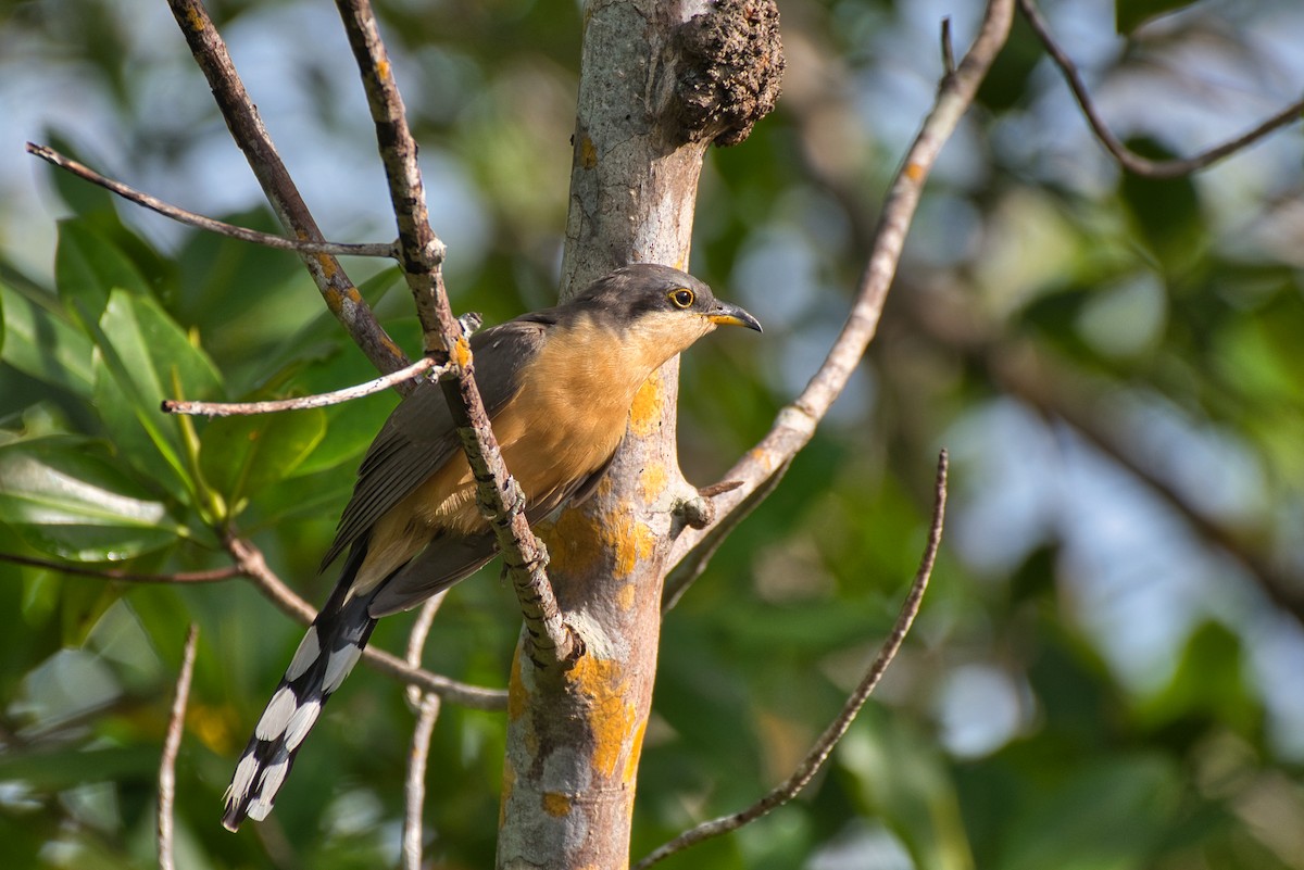 Mangrove Cuckoo - ML646676977