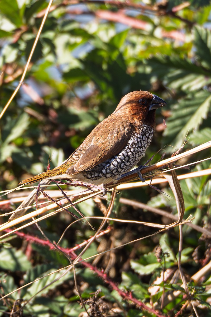 Scaly-breasted Munia - ML646676979