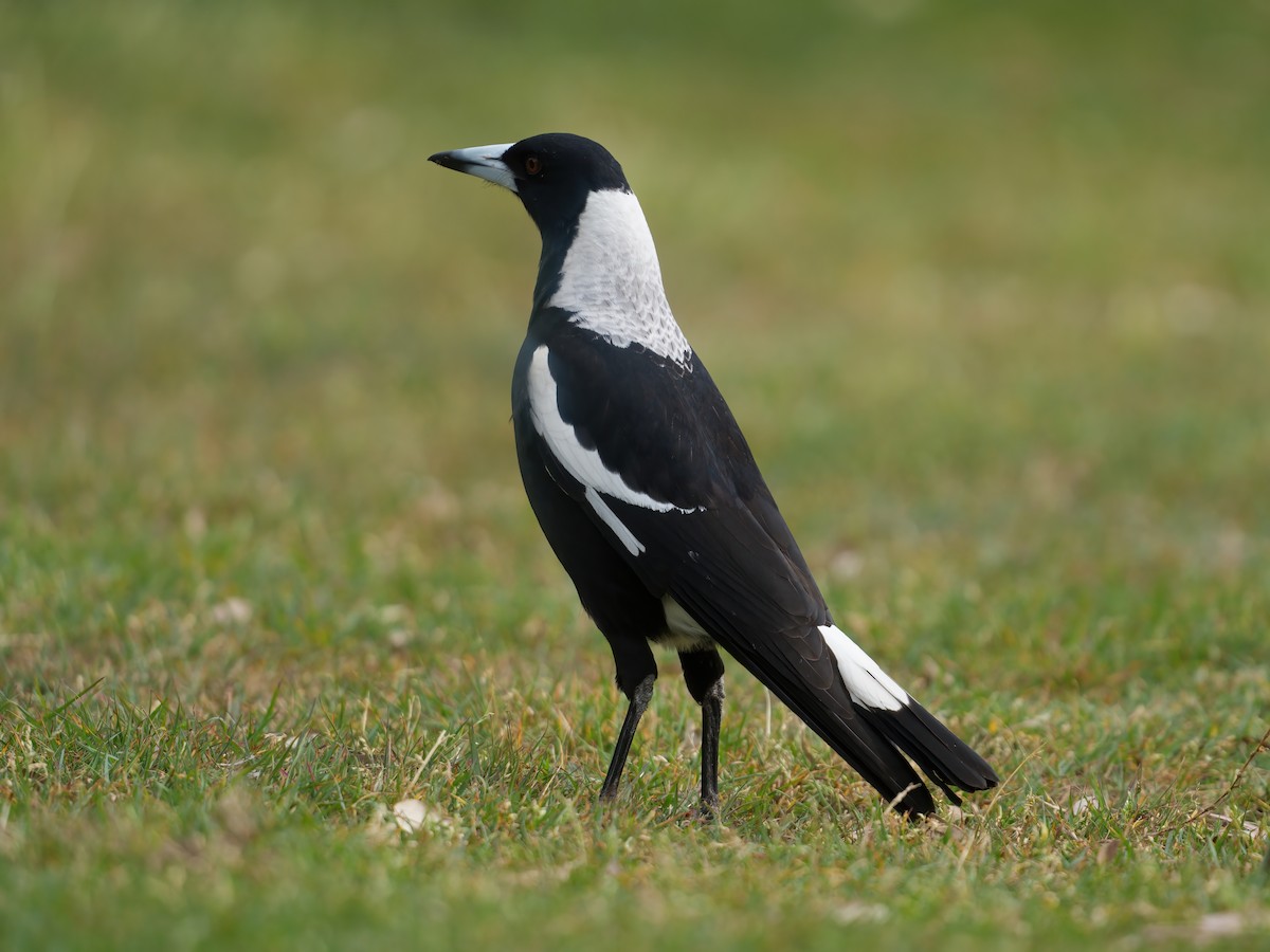 Australian Magpie - ML646676980