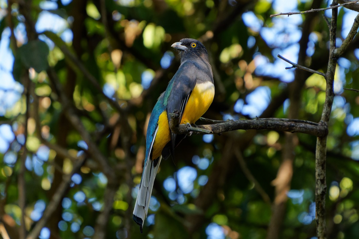 Trogón Citrino - ML646676984