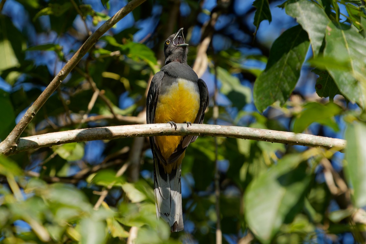 Trogón Citrino - ML646676985