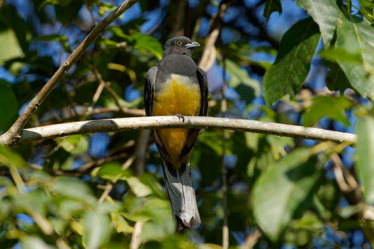 Trogón Citrino - ML646676987