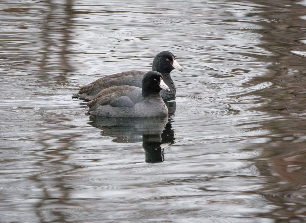 Focha Americana - ML646676993