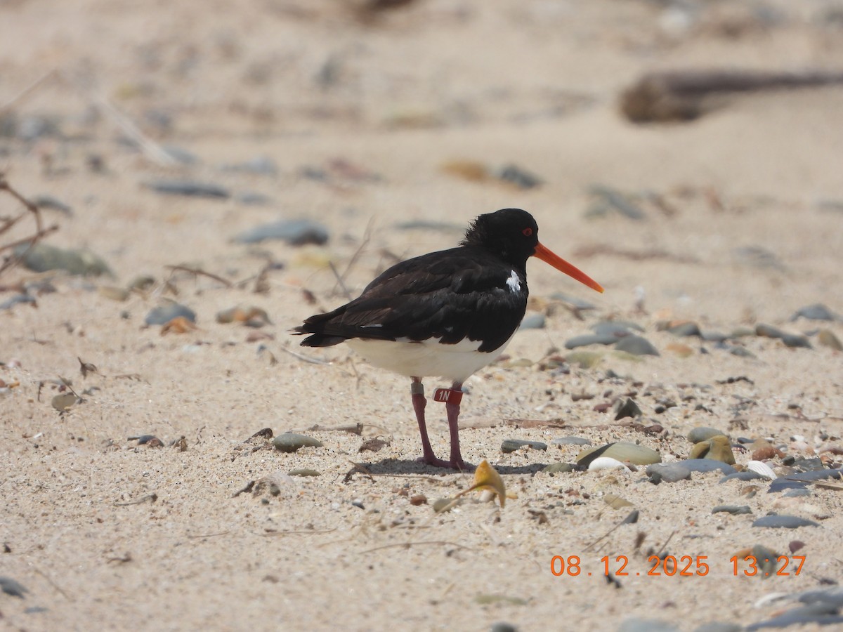 South Island Oystercatcher - ML646676996