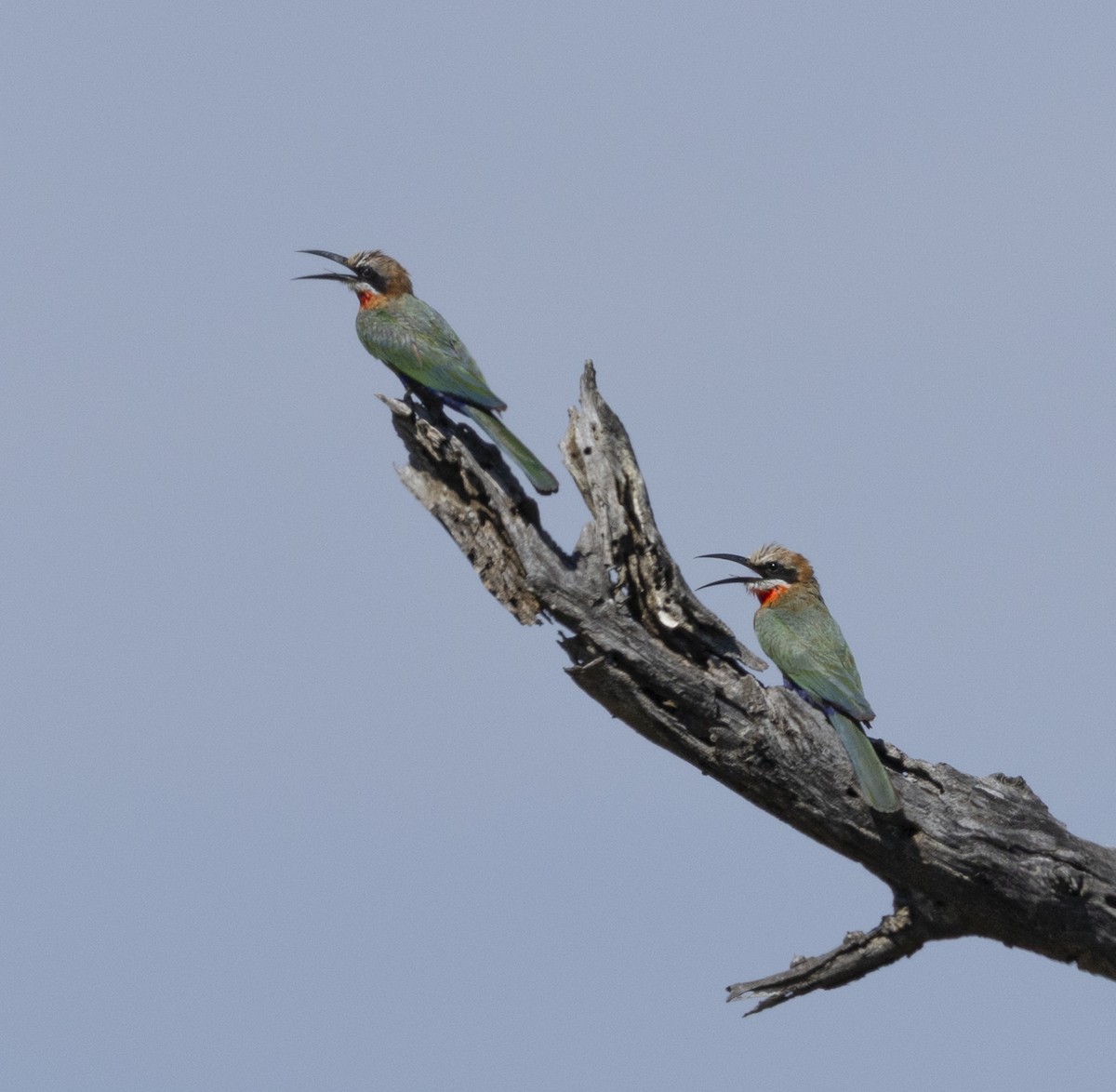 White-fronted Bee-eater - ML646676999
