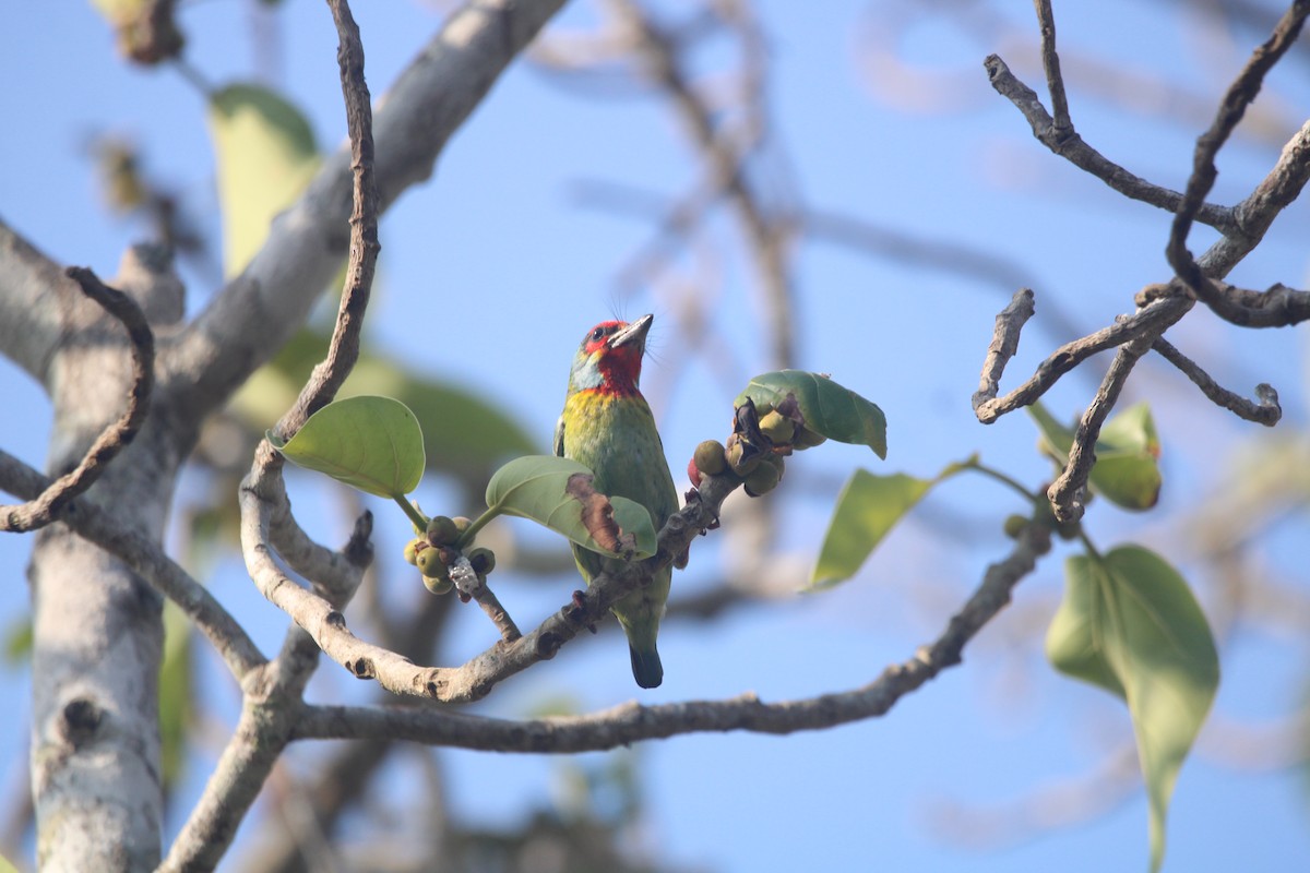 Malabar Barbet - ML646677002