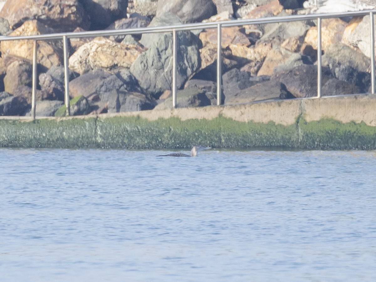 gulnebblom - ML646677004