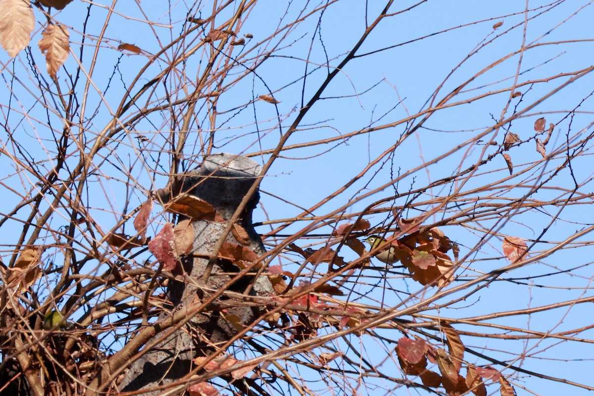 Warbling White-eye - ML646677005