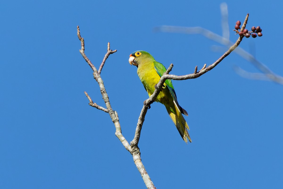 Aratinga Frentinaranja - ML646677006